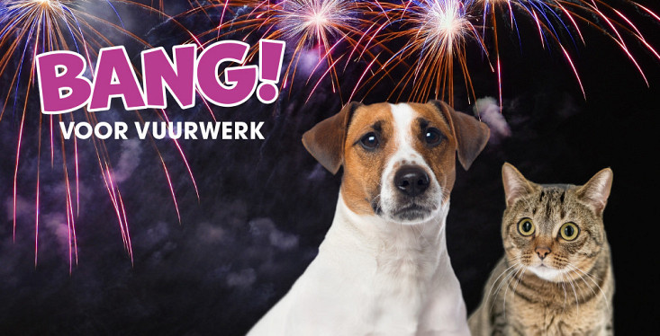 Is je huisdier bang voor vuurwerk?