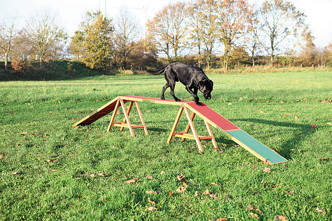 TRIXIE Dog Activity Agility Kattenloop